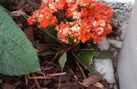 Maison à 20 min de Paris et liaison CDG (transports à 5 min à pied) - Foto 12