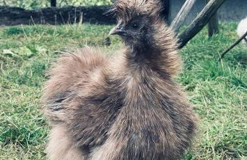 Ferienwohnung Seidenhuhn - Foto 32