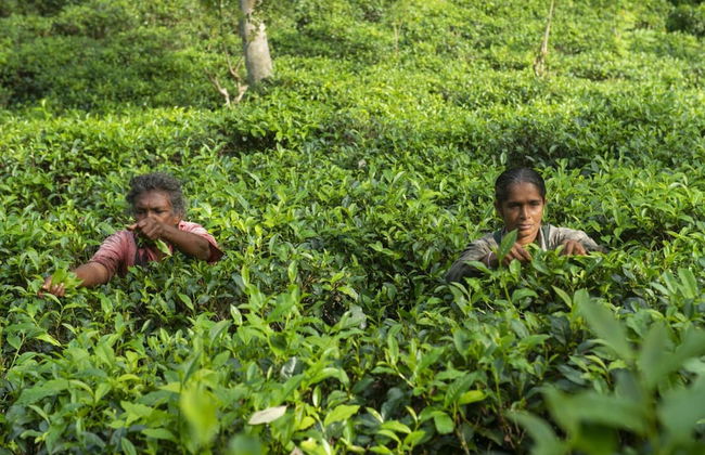 08 Acre Private Tea Estate Close To Galle - Photo 37