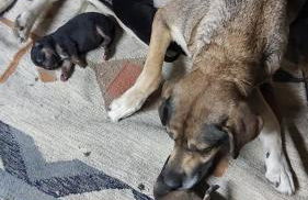 SO MAGIC - La casa nel bosco - Foto 72