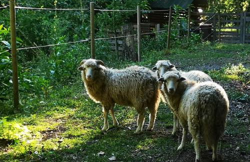 Casa do Mercador - Foto 30