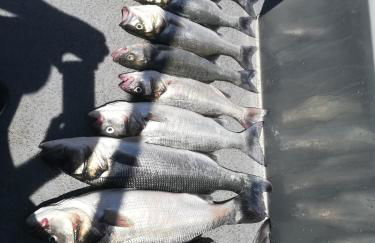 The Ferry House - Foto 13