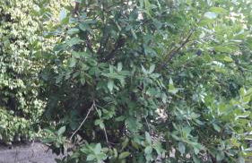 La Cerasa - il Lago fuori - Foto 66