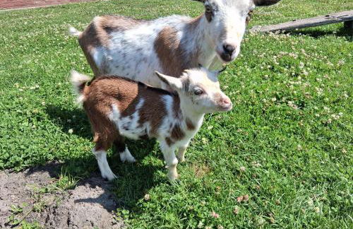 Bed and Bike Rheine - Foto 63