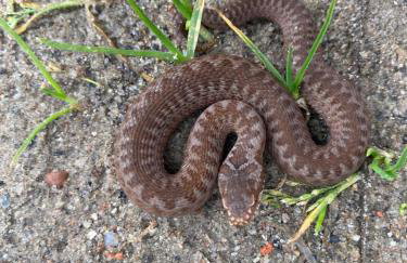 Mazurski Domek - Wake Up Home Ogonki - Foto 36