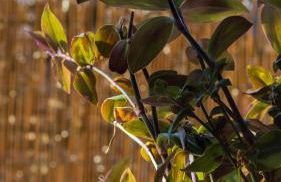 LAKE COMO BORGO VIGNOLA - Cozy Apartment in a Charming Village - Foto 10