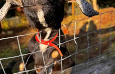 House on Acreage with Farm Animals in Bothell, Close to Seattle Bellevue Kirkland - Foto 34
