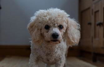 Cottage in Central Burbage Leicestershire - Photo 15