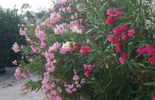 Appart'Hôtel Les Rochers - Foto 32