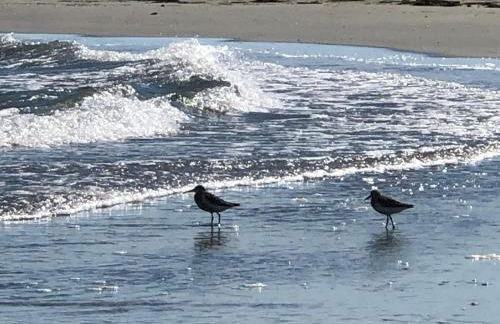Appartamento Lavanda - Casa vacanza nel Delta del Po - Foto 43