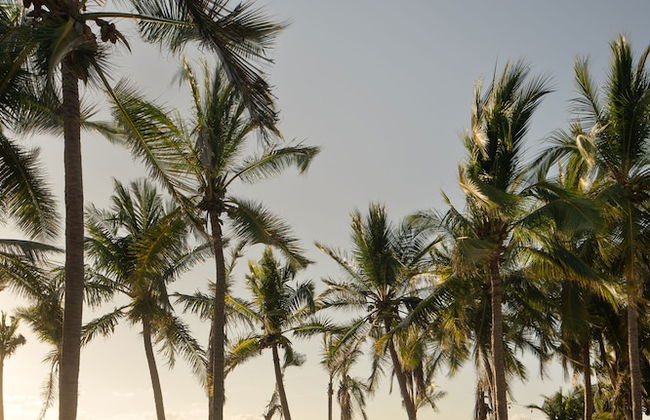 Mar de Coco Beach Front Villas - Foto 39