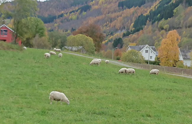 Eidsdal Camping og Feriehus - Foto 23