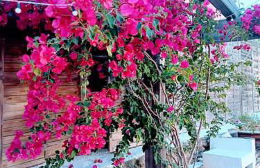 Tribo da Praia - Foto 12