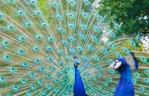 Alexander House - Foto 40