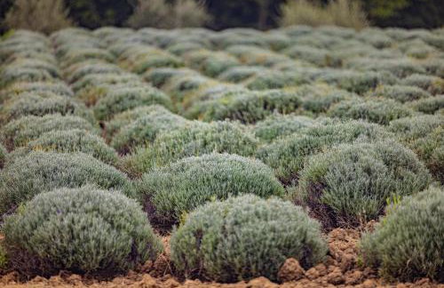 Villa Allegra - Foto 53