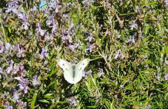 Quinta Damigo - Foto 12