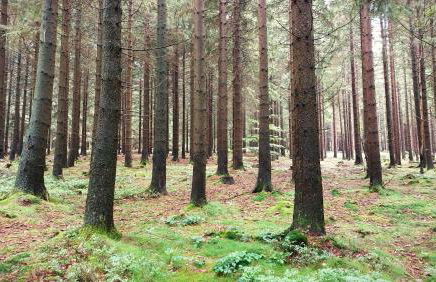 Fewo Silberborn - Weserbergland (Fam. Oehler) - Foto 29