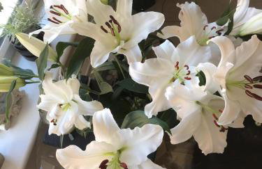 Babas rooms - Foto 30