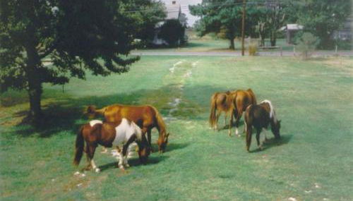 Chincoteague Townhome with Pony Views from Deck! - Foto 2