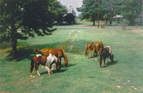 Chincoteague Townhome with Pony Views from Deck! - Foto 2