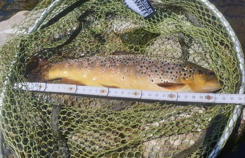 Bungalow Schwarzatalblick in Bad Blankenburg Ortsteil Böhlscheiben - Foto 79