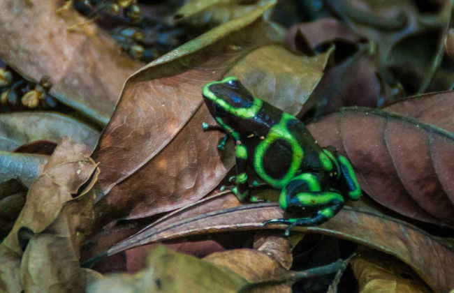 Night Walk in a Private Reserve - Foto 8