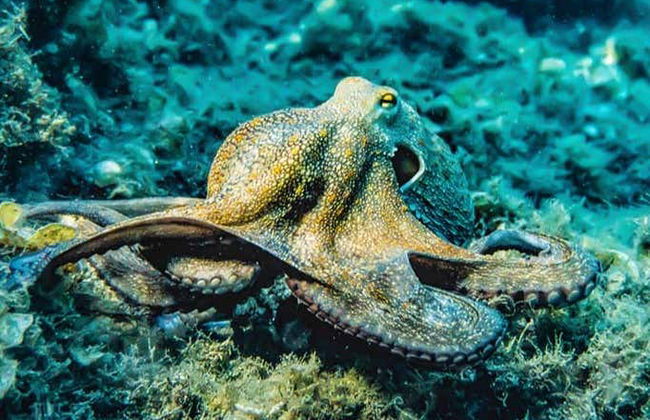 Snorkeling a Bonaire - Foto 6