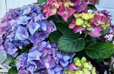 Ferienwohnungen Bosbuell Huus - Foto 36