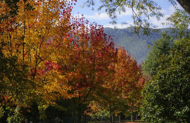 Bright Mystic Valley - Foto 27