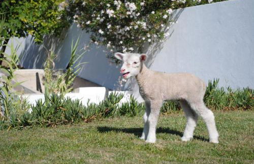 Monte das Texugueiras - Foto 53
