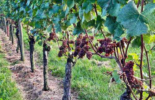 Bodensee Strandläufer Quartier - Foto 18