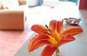 La campagne à la ville - Photo 16