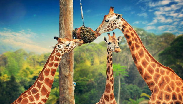 Croc Express vers le zoo d'Australie - Photo 3