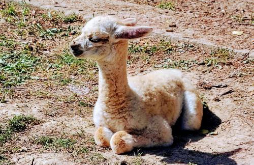 Dworek pod Liwoczem - Foto 49