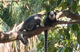 Casa na Praia Recanto da Sereia - Foto 22