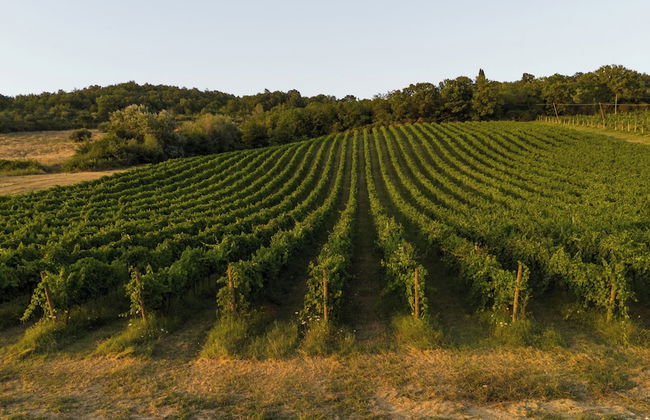 agriturismo Castel d'Alfiolo-Barcomonte - Foto 58