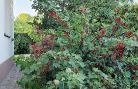 Willa w Kórniku - blisko Poznania - Foto 49