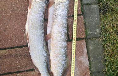 Serce Puszczy Wiartel - Foto 30