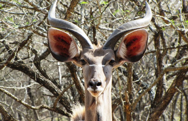 Umvangazi Rest - Enjoy a Relaxing, Rejuvenating and Peaceful Setting in the Bush - Foto 39