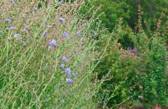 Bluebell Cabin - Foto 7