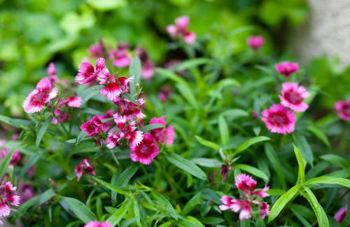 ΔΙΑΜΈΡΙΣΜΑ ΜΕΝΤΗΣ - Foto 51