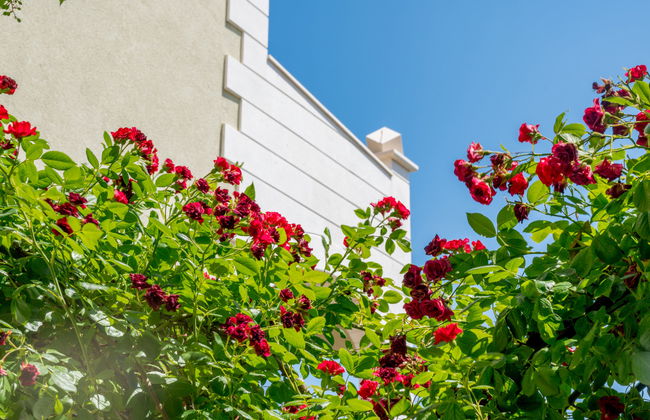 Villa Andjelka - Foto 16