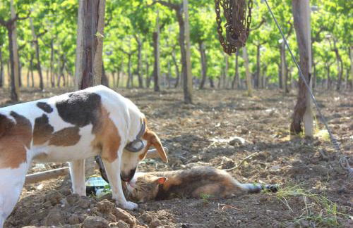 Agriturismo La Casa di Bacco - Foto 10