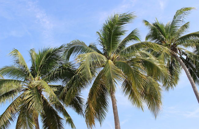 Villa Le Tre Palme - Foto 52