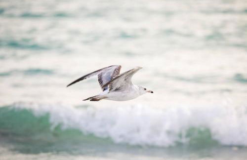 Lulu's Key House Kemp Ridley 1/1 Downstairs - Foto 90