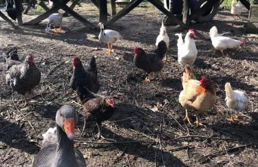 Agroturismo Anziola - Foto 31