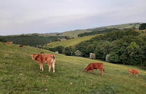 Beautiful countryside cottage, sleeps 6, dogs welcome - Foto 36