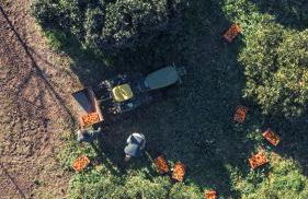 Finca Cas Sant - Foto 38