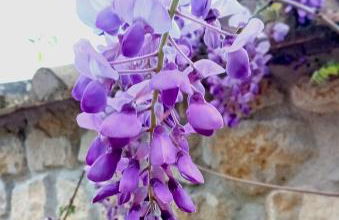 I Gelsi di Colombata Locazione turistica breve in campagna - Foto 39