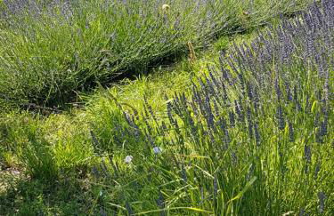 Gite Les Lavandes - Photo 12